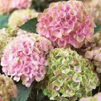 Hortenzia 
